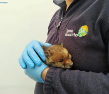 Report del centro recupero fauna selvatica di Torre Guaceto: soccorsi 145 animali in un anno