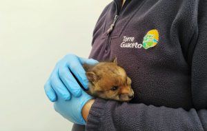 Report del centro recupero fauna selvatica di Torre Guaceto: soccorsi 145 animali in un anno