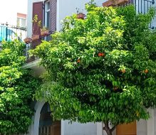 Porta Lecce: rami degli alberi fuori controllo. Di Vincenzo Albano