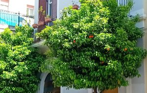 Porta Lecce: rami degli alberi fuori controllo. Di Vincenzo Albano