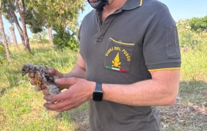 Falco recuperato dai Vigili del Fuoco nel rione Sant’Elia: rimesso nel nido con gli altri piccoli
