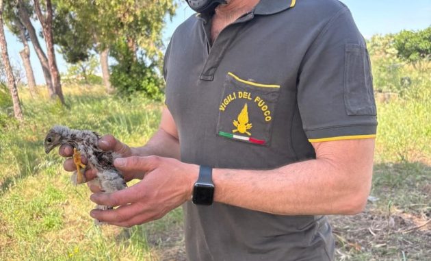 Falco recuperato dai Vigili del Fuoco nel rione Sant’Elia: rimesso nel nido con gli altri piccoli