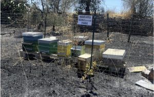 Cellino San Marco, incendiato un apiario: morte oltre 50mila api. Confcommercio al fianco di Antonella Renna