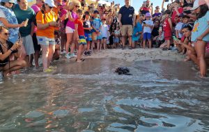 Torneo nazionale veterinari: nell’edizione dedicata a Torre Guaceto, i medici donano alla riserva un macchinario per la cura delle tartarughe