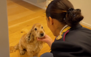Polizia di Stato: nuovo spot contro l’abbandono degli animali durante il periodo estivo