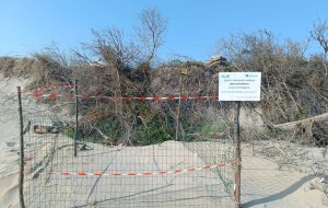 A Torre Guaceto aumentano i nidi di tartaruga marina. L’appello: “cittadini di aiutateci a proteggerli”