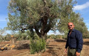 San Michele Salentino, un Tavolo tecnico comunale per affrontare l’emergenza Xylella e costruire il futuro salvaguardando la micro olivicoltura