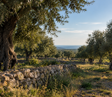 “La Nostra Terra, La Nostra Storia”: pubblicato l’Avviso 2026 per il reimpianto di olivi resistenti a Xylella