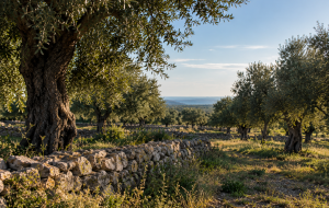 “La Nostra Terra, La Nostra Storia”: pubblicato l’Avviso 2026 per il reimpianto di olivi resistenti a Xylella