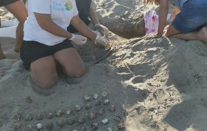 Report nidificazioni di tartarughe marine tutelate da Torre Guaceto: 229 le nuove nate e oltre 70 i volontari coinvolti