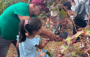 A Brindisi torna “Vendemmia in Famiglia”: la famiglia Pugliese apre Masseria Gabellotto per una giornata tra tradizione e convivialità