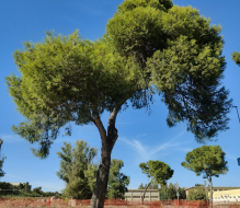 Associazioni: “prosegue la strage di alberi a Brindisi”