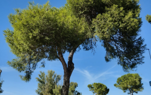 La strage degli alberi continua: polemiche a Brindisi per l’abbattimento del pino al Cillarese