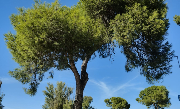 La strage degli alberi continua: polemiche a Brindisi per l’abbattimento del pino al Cillarese