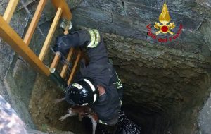 Cane cade in un pozzo, salvato dai Vigili del Fuoco
