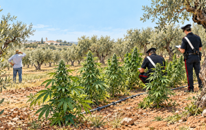 Piantagione di marijuana in un uliveto, il proprietario non ne sapeva nulla: otto piante sequestrate