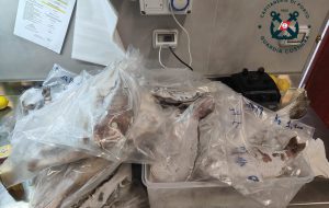 Sequestrato circa un quintale di pescato congelato presso un ristorante della litoranea brindisina e comminata una sanzione di 2.000 euro per violazioni delle procedure HACCP