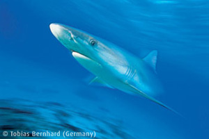 La foto vincitrice del BG Wildlife photographer 2001 - fonte:http://flood.nhm.ac.uk/cgi-bin/wildwin/2001/win.dsml?catdescrip2=wpy
